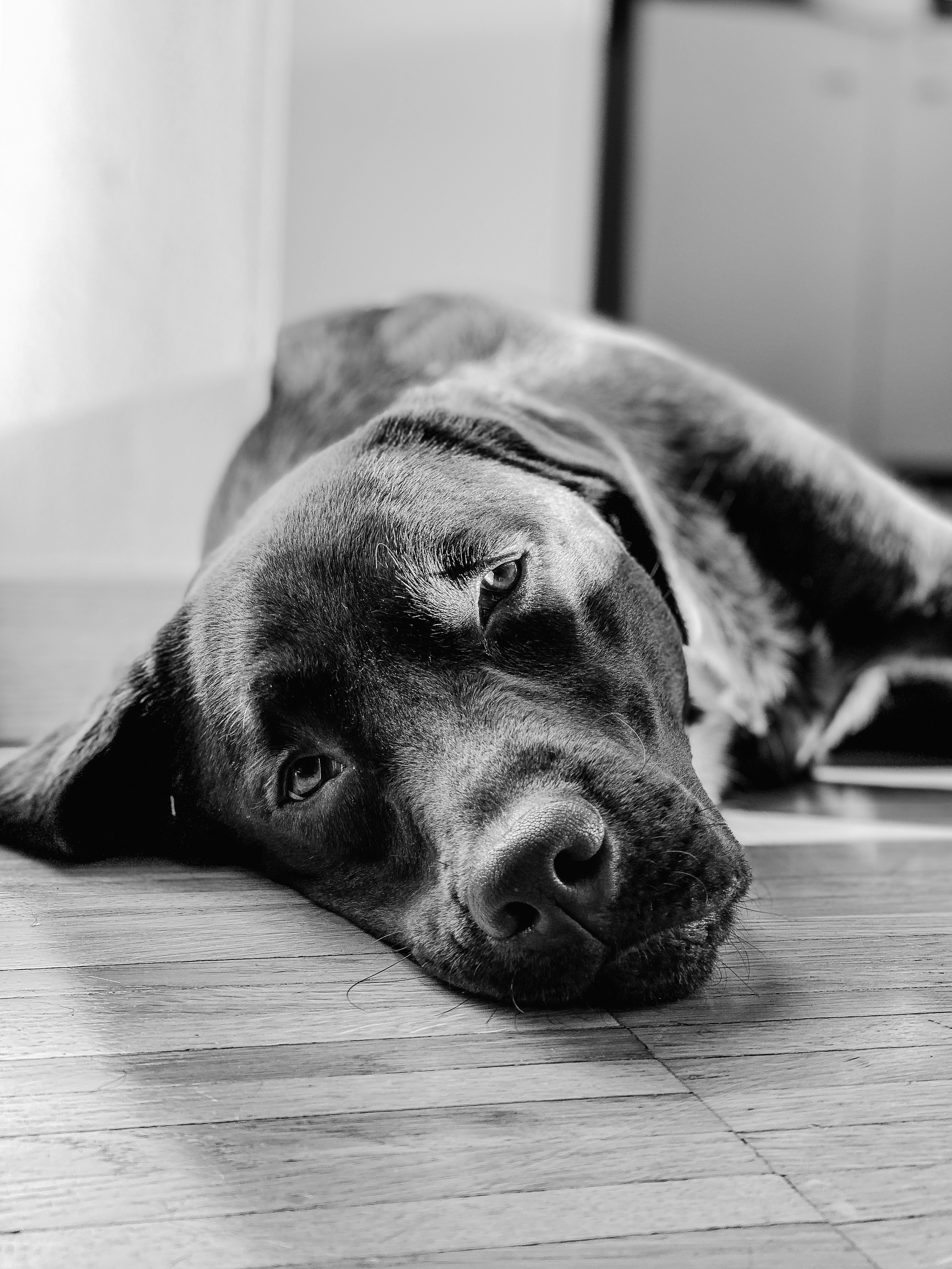 Sad dog that isn´t getting the proper care it needs